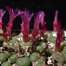 piluliforme