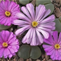praesectum