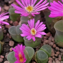 pubescens