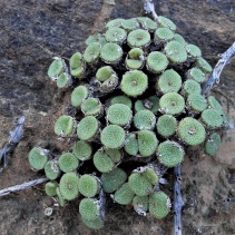 ricardianum