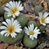 roodiae
