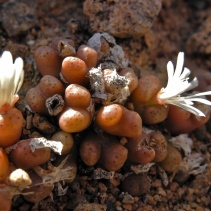 cylindratum