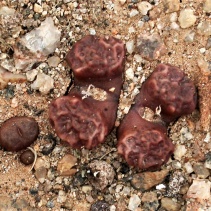 rugosum