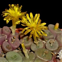 smaleorum