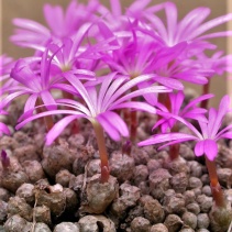 swanepoelianum ssp. proliferans