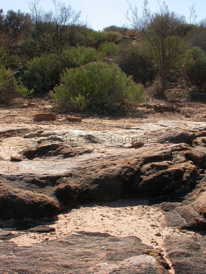 swanepoelianum ssp.rubrolineatum 1735 (2).jpg