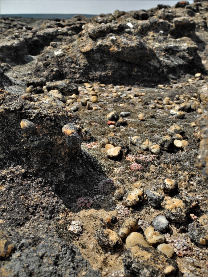 swanepoelianum ssp.rubrolineatum 2050.JPG