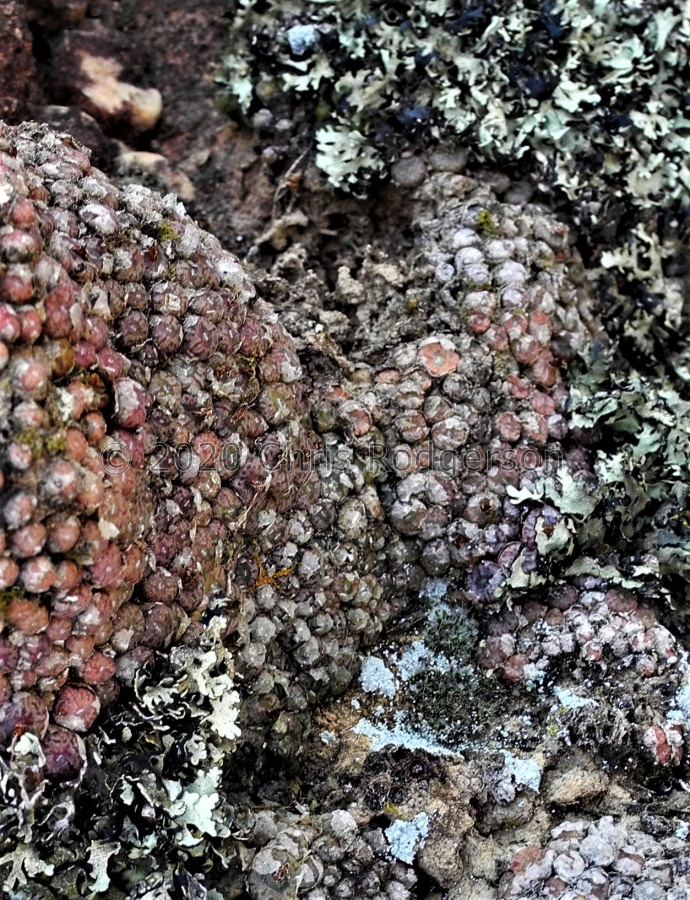 swanepoelianum ssp.rubrolineatum 2050 (3).jpg