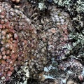 swanepoelianum ssp.rubrolineatum 2050 (3)