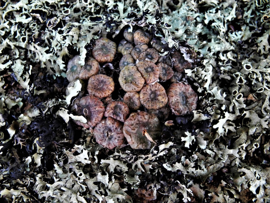 swanepoelianum ssp.rubrolineatum 2050 (4)