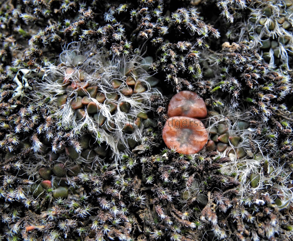 swanepoelianum ssp.rubrolineatum 2052