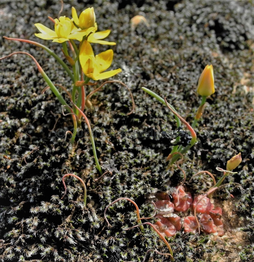 swanepoelianum ssp.rubrolineatum 2052 (2).JPG