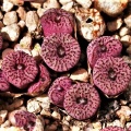 swanepoelianum ssp.rubrolineatum PVB Tweerivier