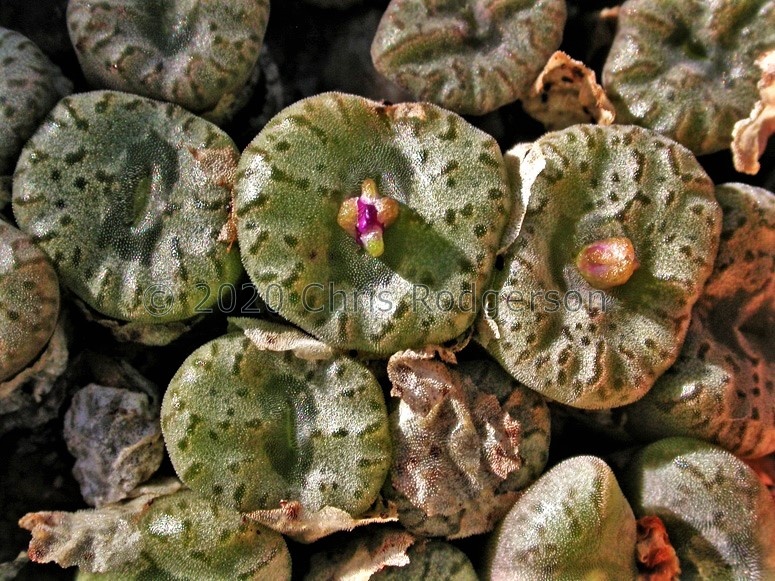 swanepoelianum ssp.rubrolineatum RR1398