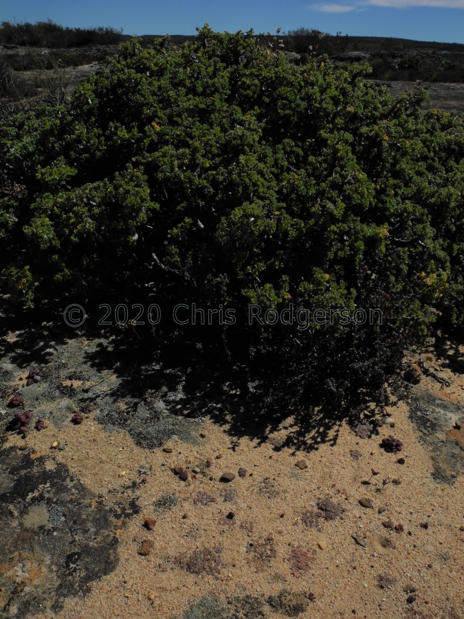 swanepoelianum ssp.rubrolineatum 1984.JPG