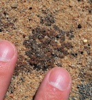 swanepoelianum ssp.rubrolineatum  1984 (3)