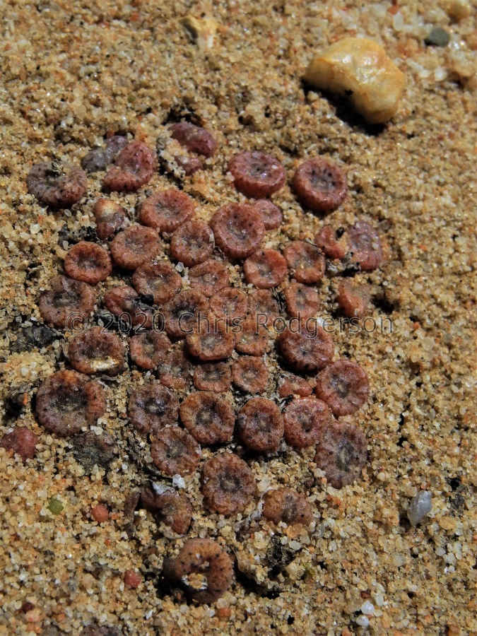 swanepoelianum ssp.rubrolineatum  1984 (4).JPG