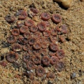 swanepoelianum ssp.rubrolineatum  1984 (4)