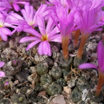 swanepoelianum