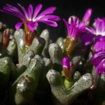 turrigerum