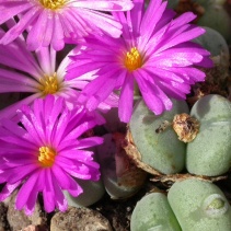 velutinum