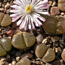 verrucosum