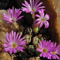 violaciflorum