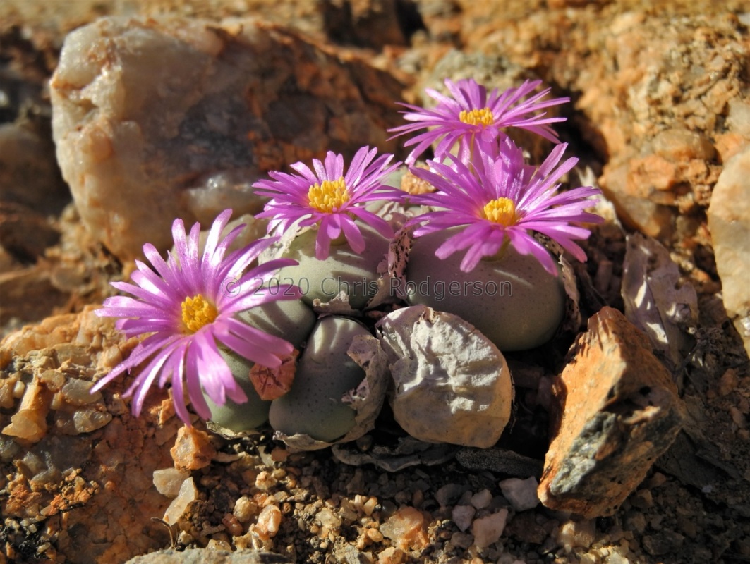 wettsteinii 2071 (4)