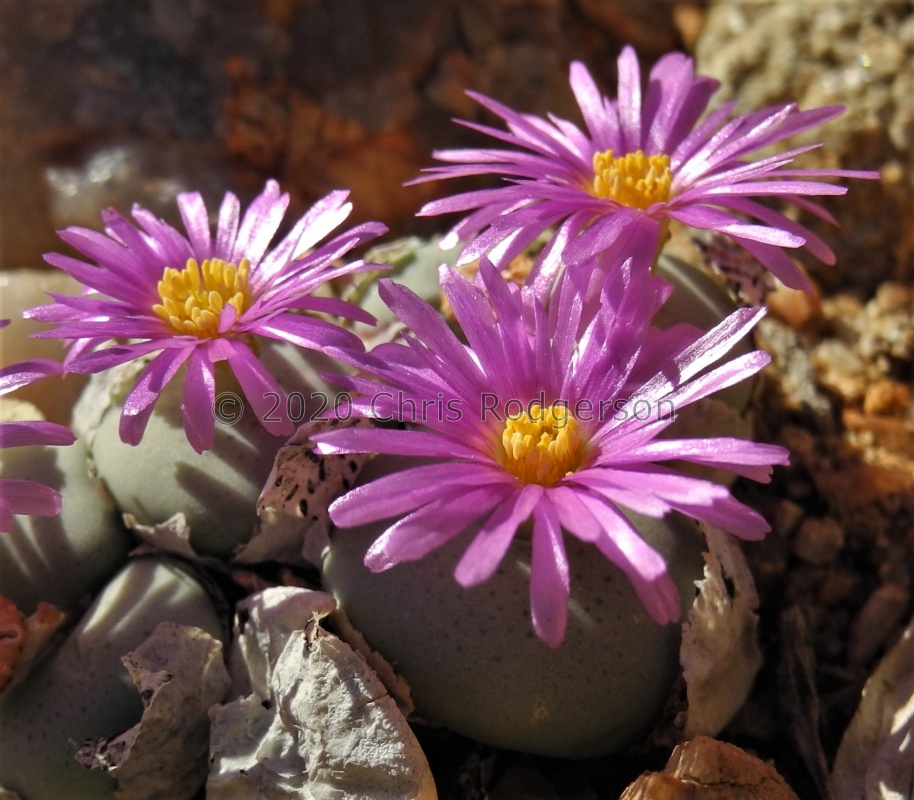 wettsteinii 2071 (5)