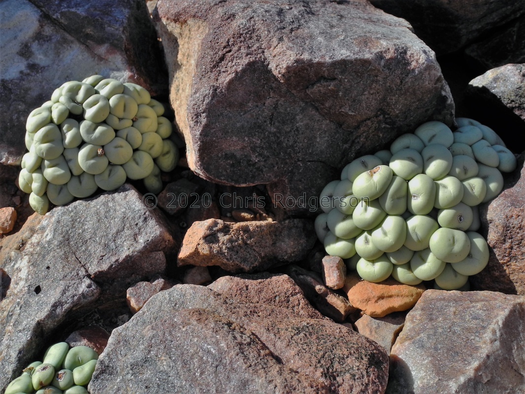 wettsteinii 2025 (3)