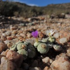 wettsteinii 2164 (3)