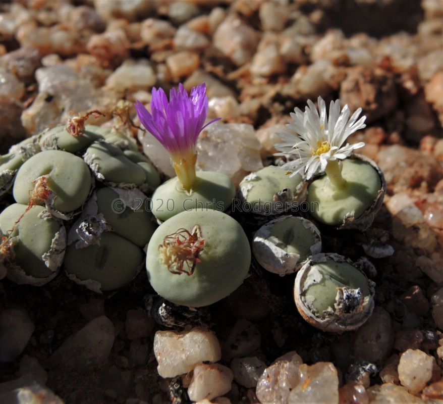 wettsteinii 2164 (4)