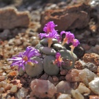 wettsteinii 2164 (5)