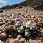 wettsteinii 2164 (6)