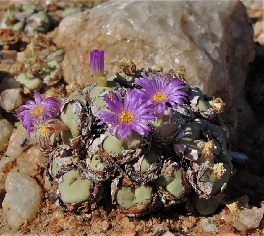 wettsteinii 2164 (8)