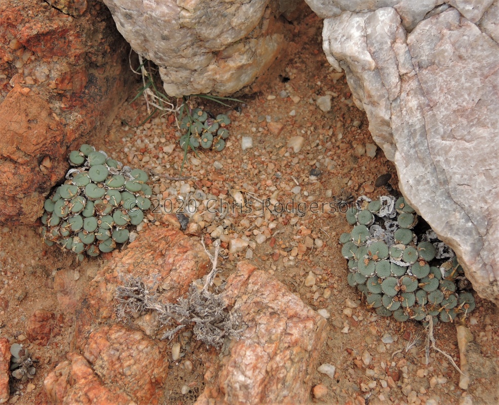 wettsteinii 2312 (2)