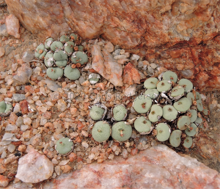 wettsteinii 2312 (3)