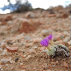 wettsteinii 2312 (4)