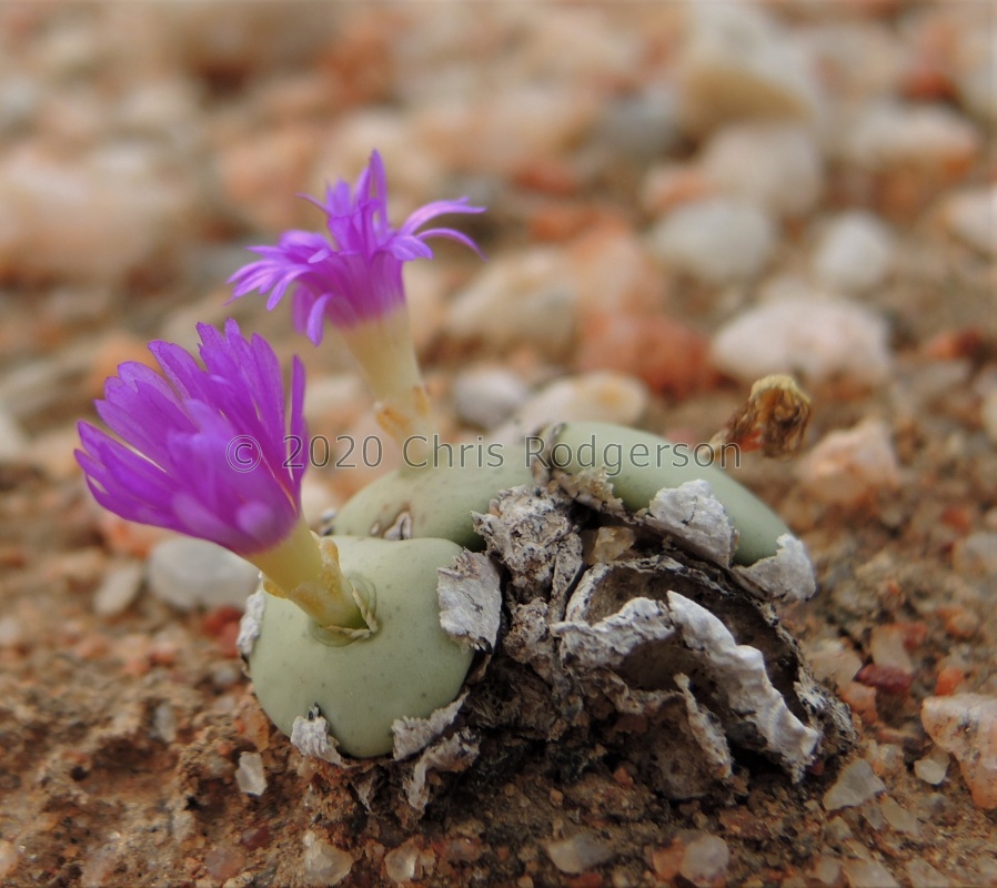 wettsteinii 2312 (5)