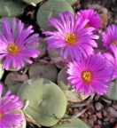 wettsteinii Lav27881 (2)