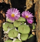 wettsteinii 2071 (6)