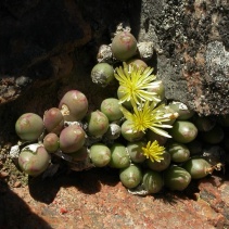 bruynsii