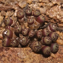 hyracis