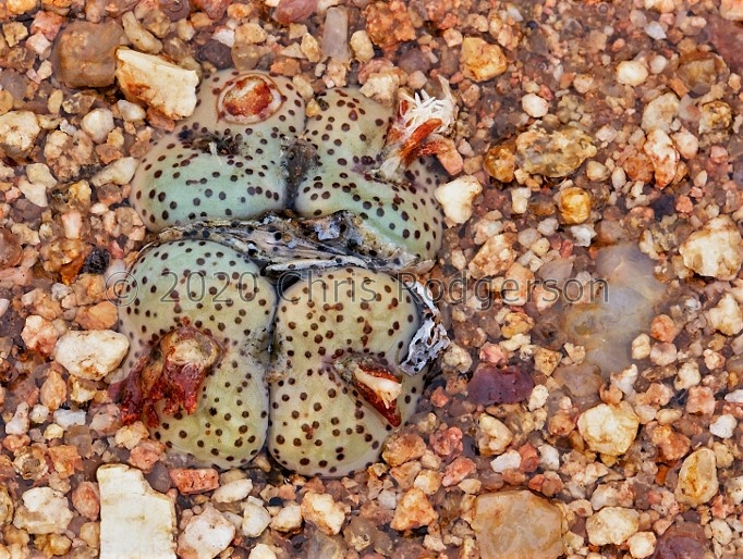 obcordellum ssp.stenandrum 1765 (photo AJY)