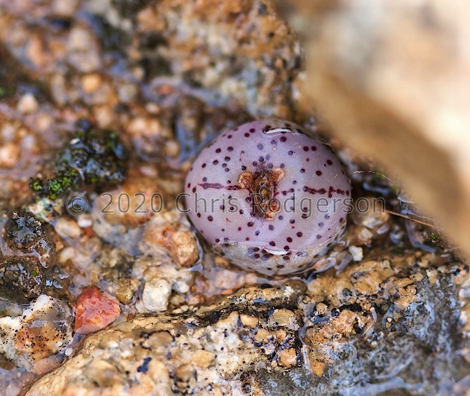 obcordellum ssp.stenandrum 1767 (photo AJY)
