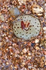 obcordellum ssp.stenandrum 1765 (photo AJY) (2)