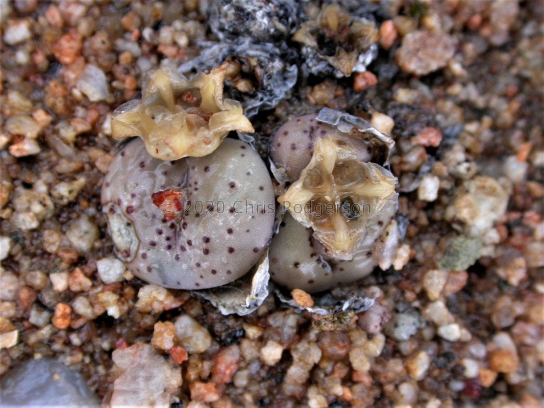 obcordellum ssp.stenandrum 1763
