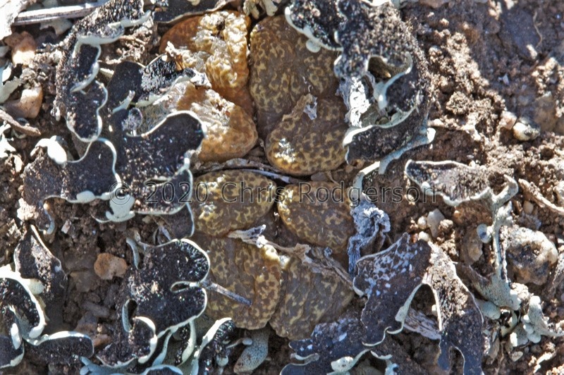 pellucidum 1599 (photo AJY)