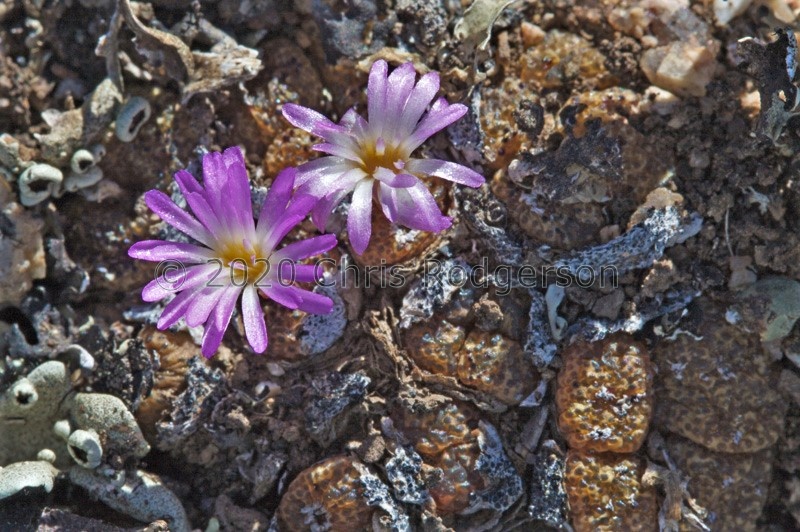 pellucidum 1599 (photo AJY) (2)