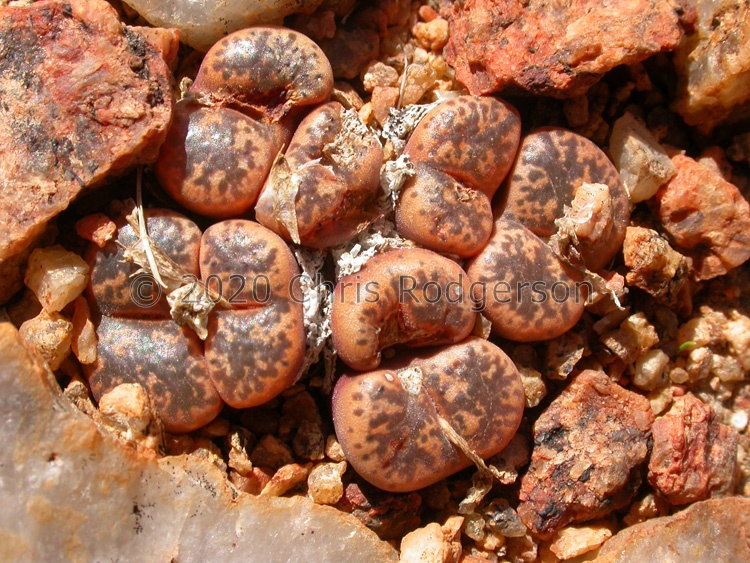 pellucidum 1796